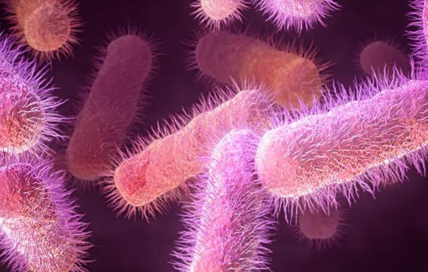 Understanding E. coli: A Comprehensive Overview of Its History and Characteristics